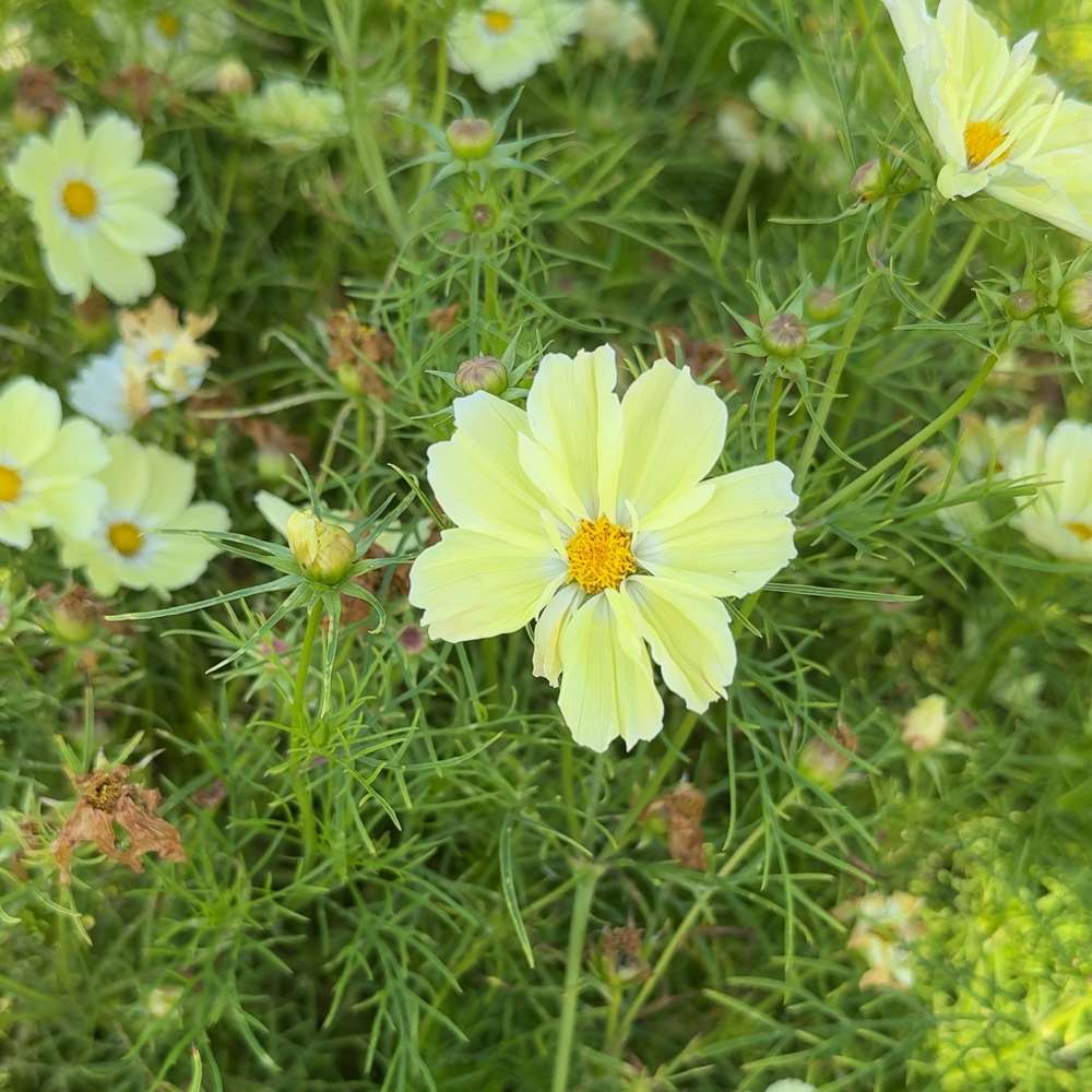 Cosmos 'Kiiro' (frø)